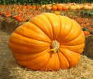 Big pumpkin contest Saturday at Apple Jack Orchards